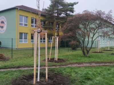Výsadba stromů u ZŠ Slovácká